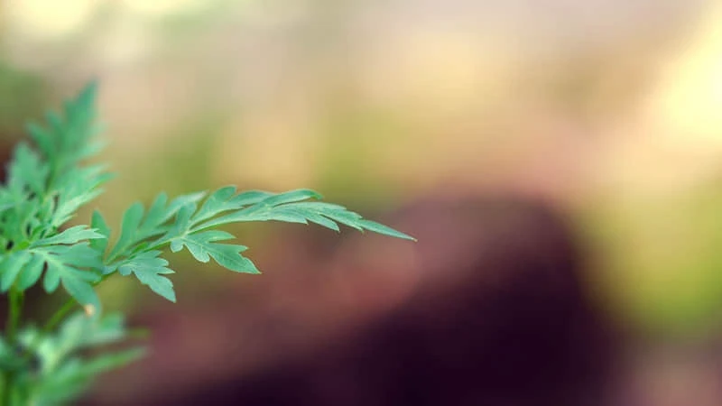刻苦训练篮球时如何避免受伤的建议_0